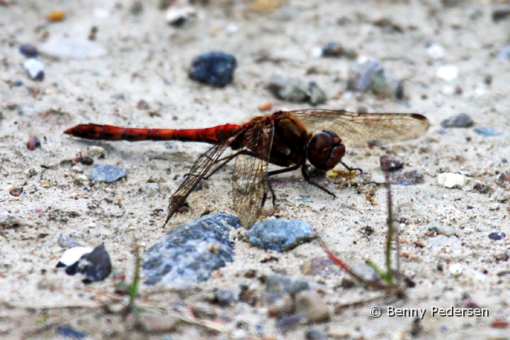 Blodrod hedelibel 2.jpg - Blodrød Hedelibel (Sympetrum sanguineum) 